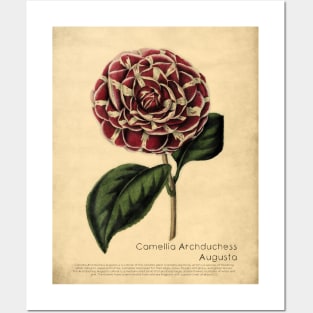 Camellia Archduchess Augusta With Details Posters and Art